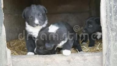 三只可爱有趣的小黑白小狗在狗窝里玩耍，四处张望